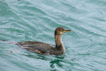 Pygmy cormorant, Microcarbo pygmeus