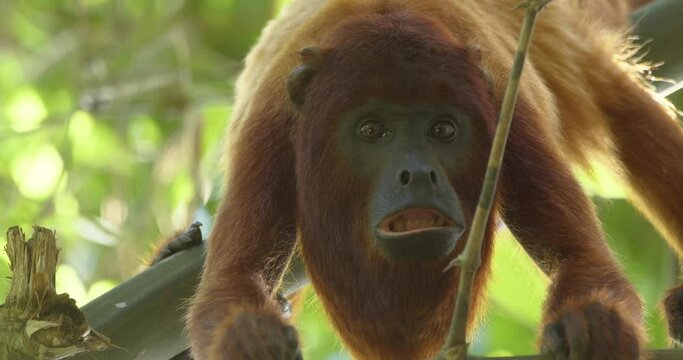 Amazon howler monkey climb tree branch and yawn towards camera - static medium