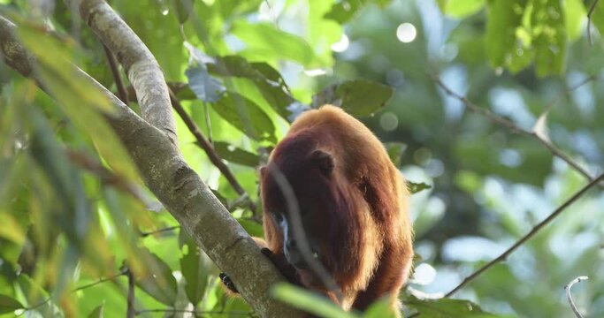 Backlit howler monkey climbing Amazon branch staring at camera - medium tracking
