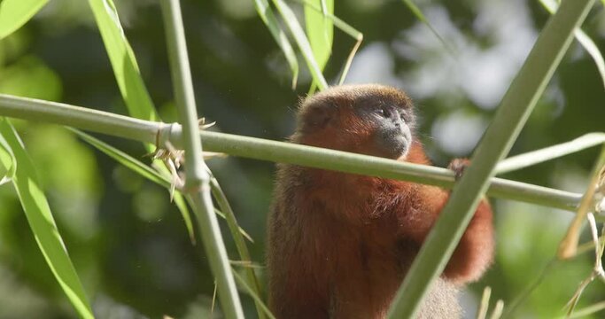 Dusky titi monkey on green tree branch feeding on leaves - tripod medium