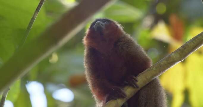 Dusky titi monkey relax on green branch looking down in camera - static medium