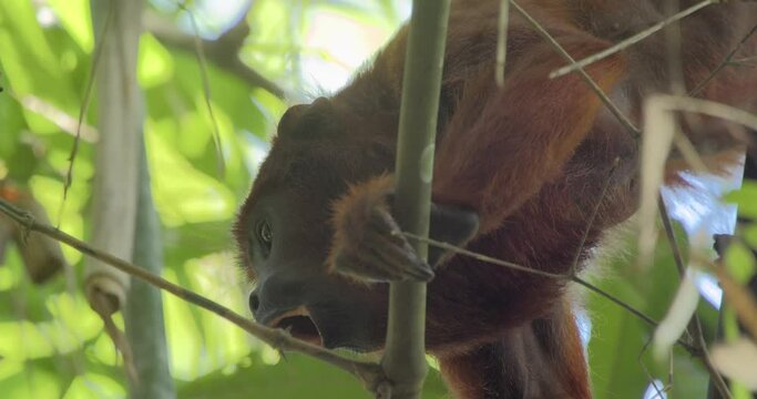Howler monkey clinging to branch showing pointed teeth yawning - tripod medium