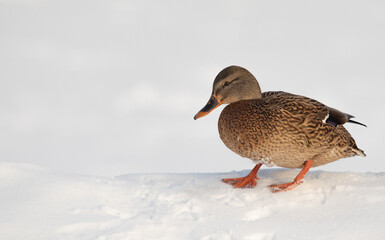 Wild duck in winter on white snow.