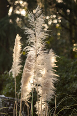 Dry tassel cane in nature in sunlight.