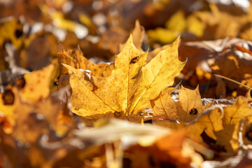 Obraz na płótnie Canvas Autumn, bright leaves of trees close-up, landscape.