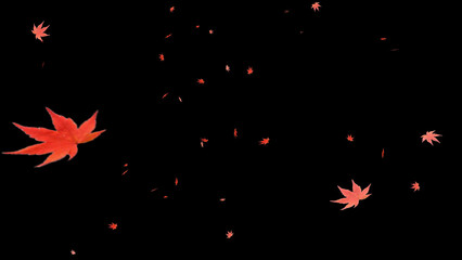 紅葉の葉が舞い落ちる