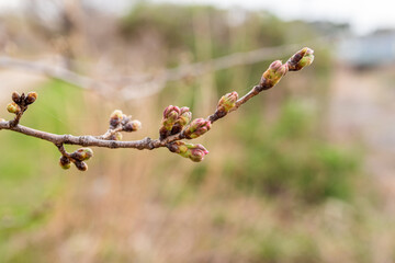 桜の蕾