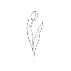 Tulip flower continuous line drawing. One line art. minimalism sketch, idea for invitation, design of instagram stories and highlights icons