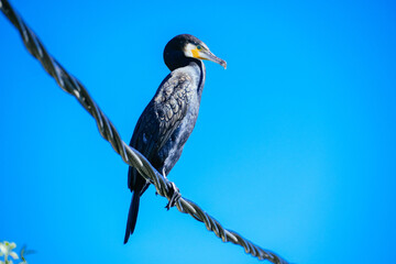 Great cormorant, Phalacrocorax carbo, Cormorant on wire 
