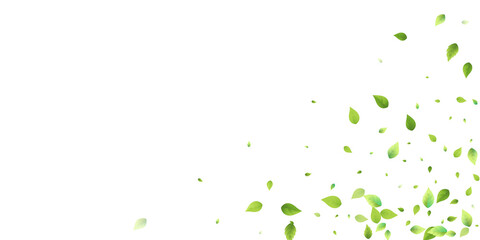 Leaves Green Falling Flying Foliage Leaf Tea Mint
