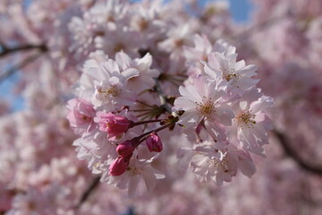 Fototapeta premium 桜、北陸、青空、春