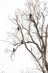 Bald eagles at Loess Bluffs National Wildlife Refuge