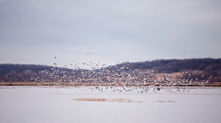 Snow geese at Loess Bluffs National Wildlife Refuge.