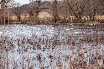 Coots and swans, Loess Bluffs National Wildlife Refuge.