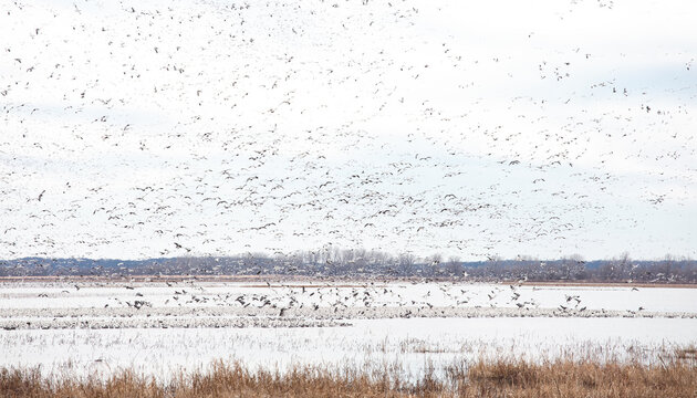 Snow geese at Loess Bluffs National Wildlife Refuge.