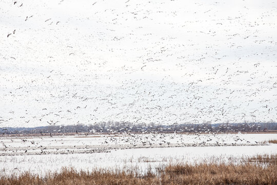 Snow geese at Loess Bluffs National Wildlife Refuge.