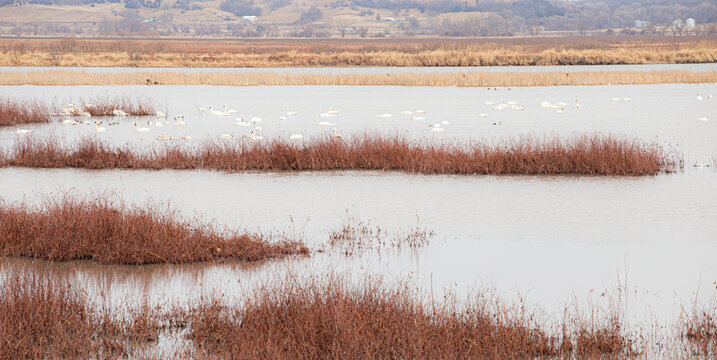 Snow geese at Loess Bluffs National Wildlife Refuge.