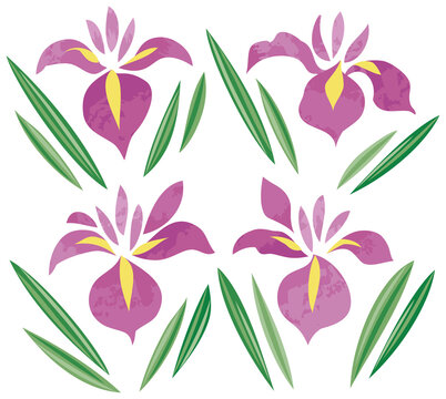 菖蒲 Images Browse 12 663 Stock Photos Vectors And Video Adobe Stock