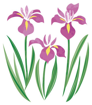 菖蒲 Images Browse 12 677 Stock Photos Vectors And Video Adobe Stock
