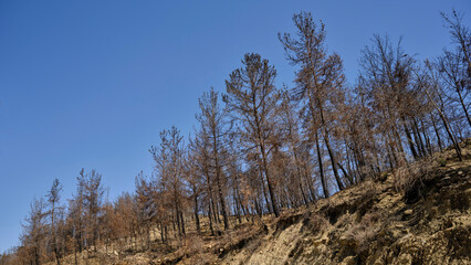 burnt trees in the forest