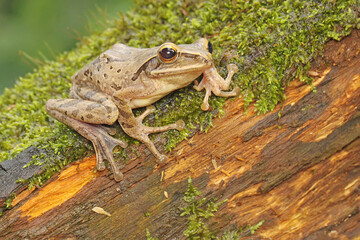 A common tree frog resting on rotten wood overgrown with moss. The frog, also known as the striped tree frog, has the scientific name Polypedates leucomystax. 