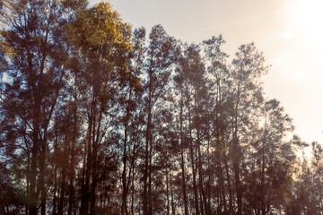 sunset in the forest