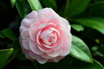 オトメツバキ [乙女椿]　Camellia japonica f. otome