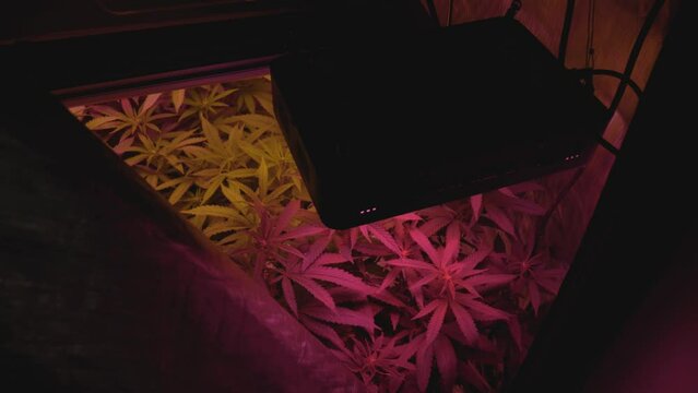 home grow marijuana cannabis blowing in wind inside home grow tent with artificial full spectrum LED lighting fan blowing slow orbit top down angle silhouette of lights in foreground