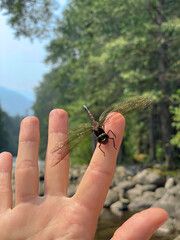 hand holding a dragonfly on a river in Canada