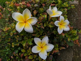 frangipani plumeria flower