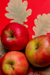 Red apples with oak leaves on a plain background.