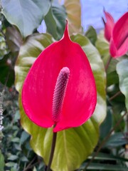 Fototapete bei efototapeten.de bestellen   