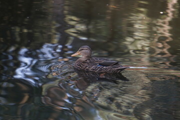 brown duck on the water
