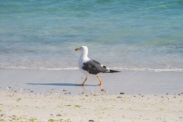 A seagull walking on the beach in a summer morning, by the sea of cortes near the waves, in the Baja Peninsula of Mexico. Concept of nature photography.
