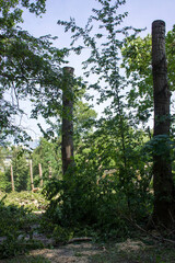 Fototapeta premium pruning trees. Slaughter of a poplar. Seasonal pruning of trees in the city park service.
