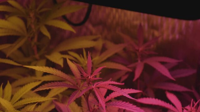 Full spectrum LED artificial lighting shining down on home grown medical marijuana plants blowing in wind from fans in DIY home grow up