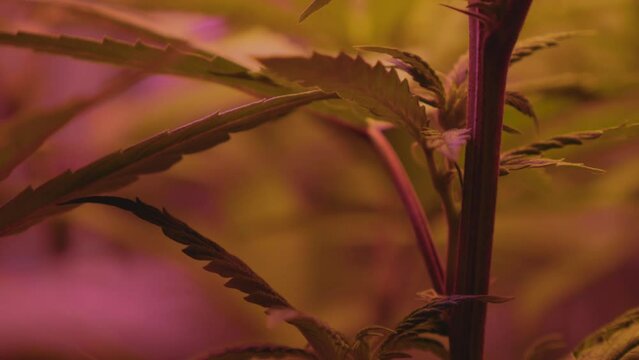 hemp cannabis marijuana plant knode branch on indoor home DIY medical THC CBD grow blowing in wind full spectrum LED lighting