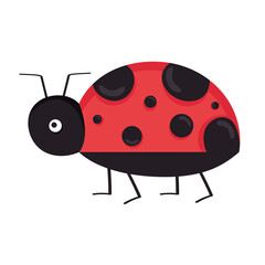 ladybug cute spring animal