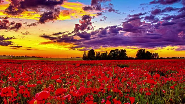 5K Timelapse of Blooming Red Tulip Flowerbed lighting during golden sunset in background - Dramatic clouds flying at sky - Spectacular Nature Scene in rural area - Time lapse