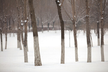 The trees in the park are quiet after the heavy sno
