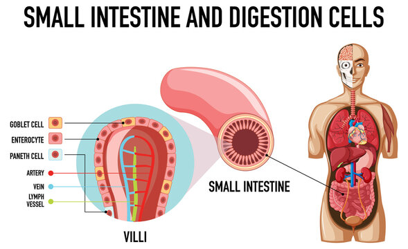 Diagram showing small intestine and digestion cells