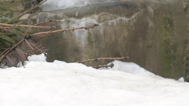 Wolverine (Gulo gulo) running during hunting at winter snowfall in slow motion. 4K High quality video