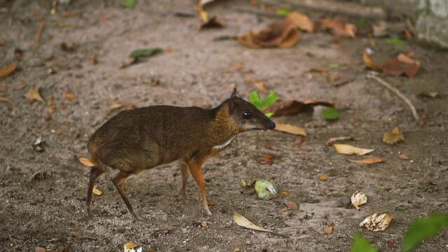 The mouse deer or Chevrotain is the smallest deer.
