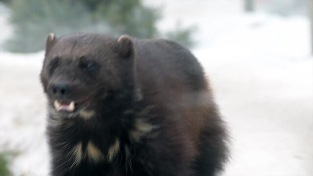 Wolverine (Gulo gulo) running during hunting at winter snowfall in slow motion. 4K High quality video