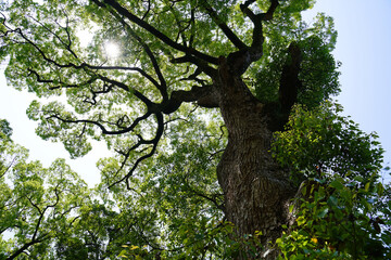 大きな木