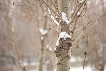 Poplars and snow on them