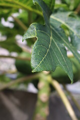 沖縄県宮古島　パパイヤの葉と果実