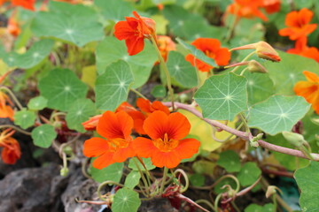 沖縄県宮古島　可憐に咲くオレンジ色の花