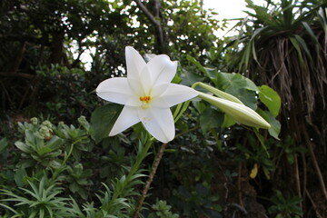 沖縄県宮古島　海岸のテッポウユリ
