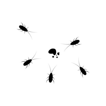 Cockroach icon template vector